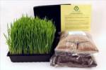 Wheatgrass Growing Kit_image